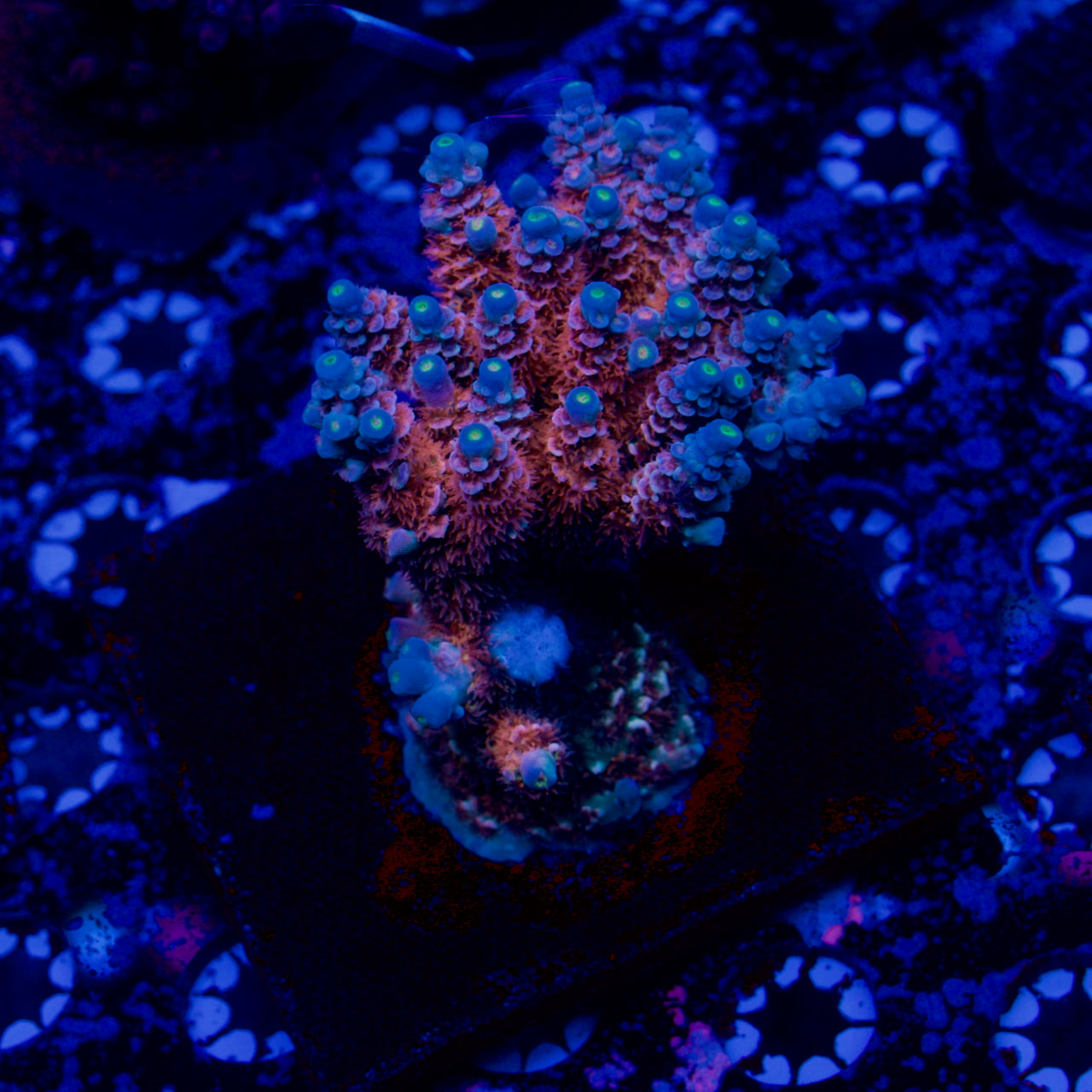 Cheers! アクア　SP TCK Wildcard Acropora