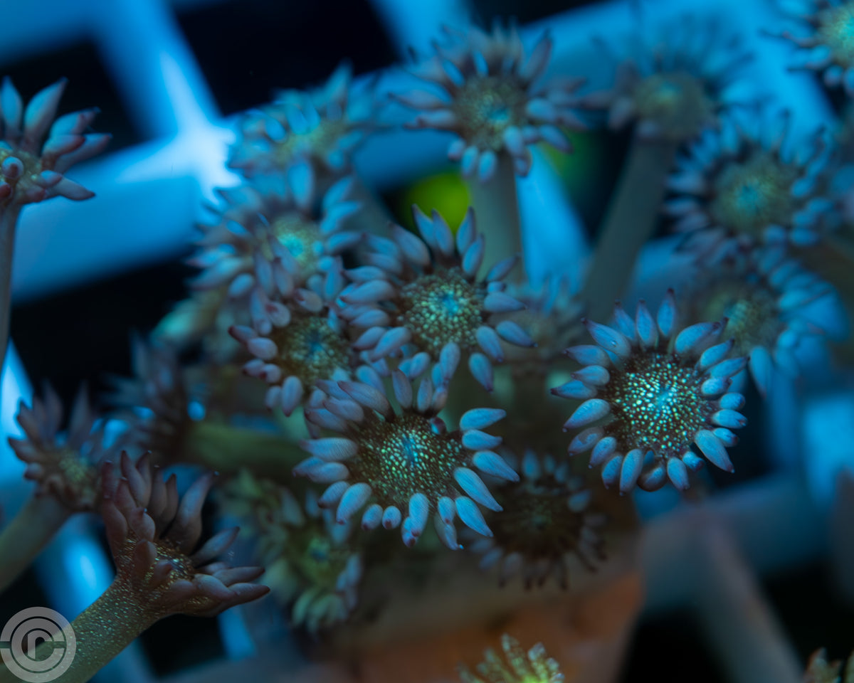 The Glitter Bomb Goni Sparkle Your Tank Up