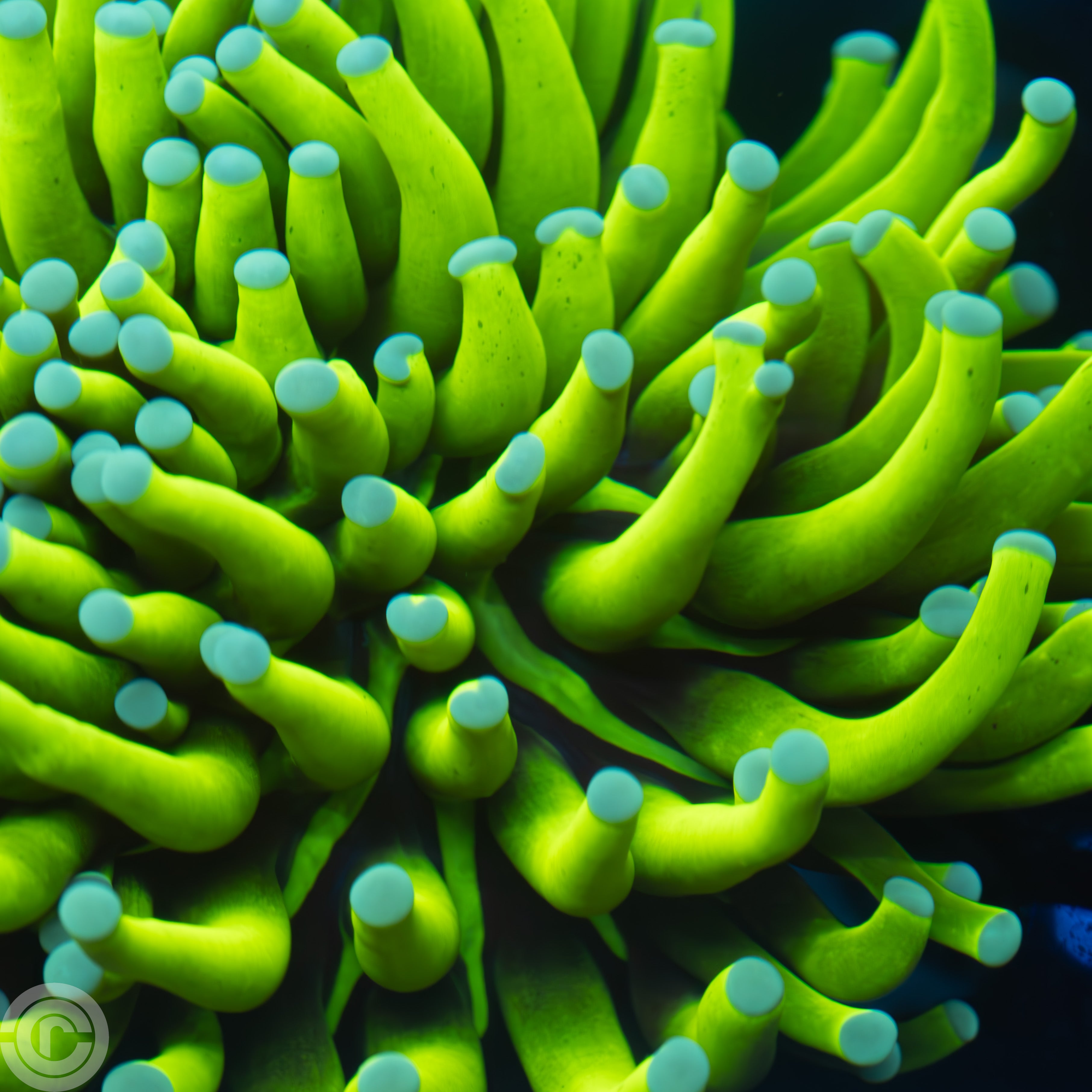 insane ultra bright indo banana torch coral