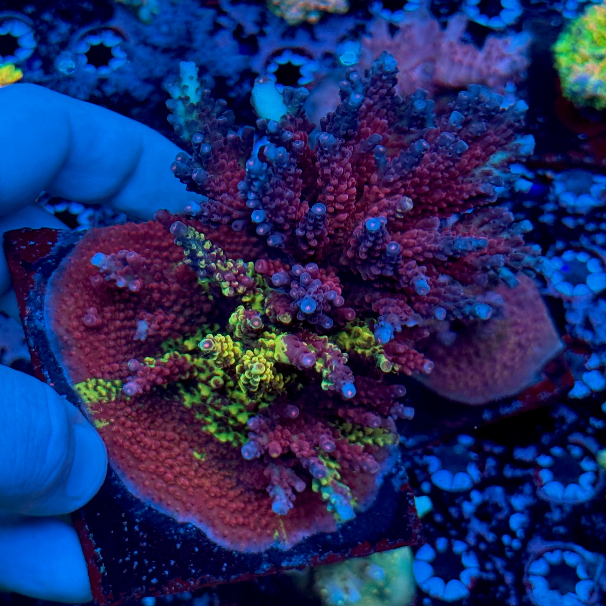 🐐 The GOAT Acropora PC Rainbow Splice