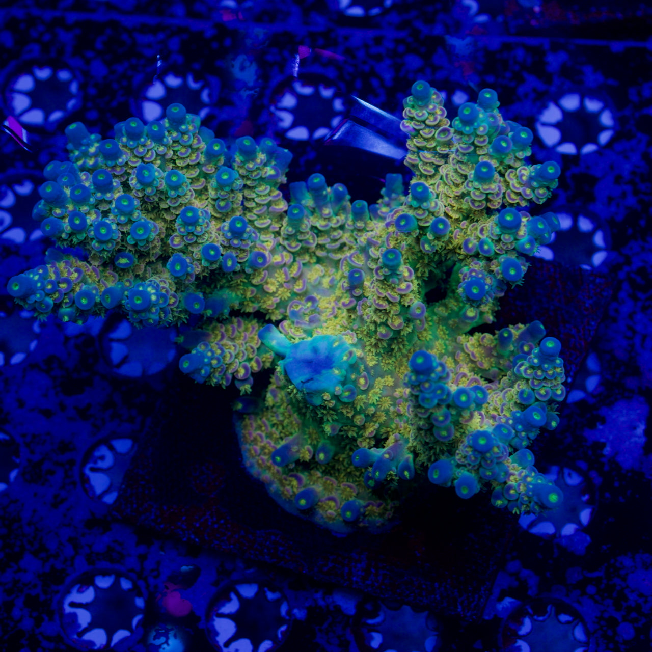 Walt Disney Acropora