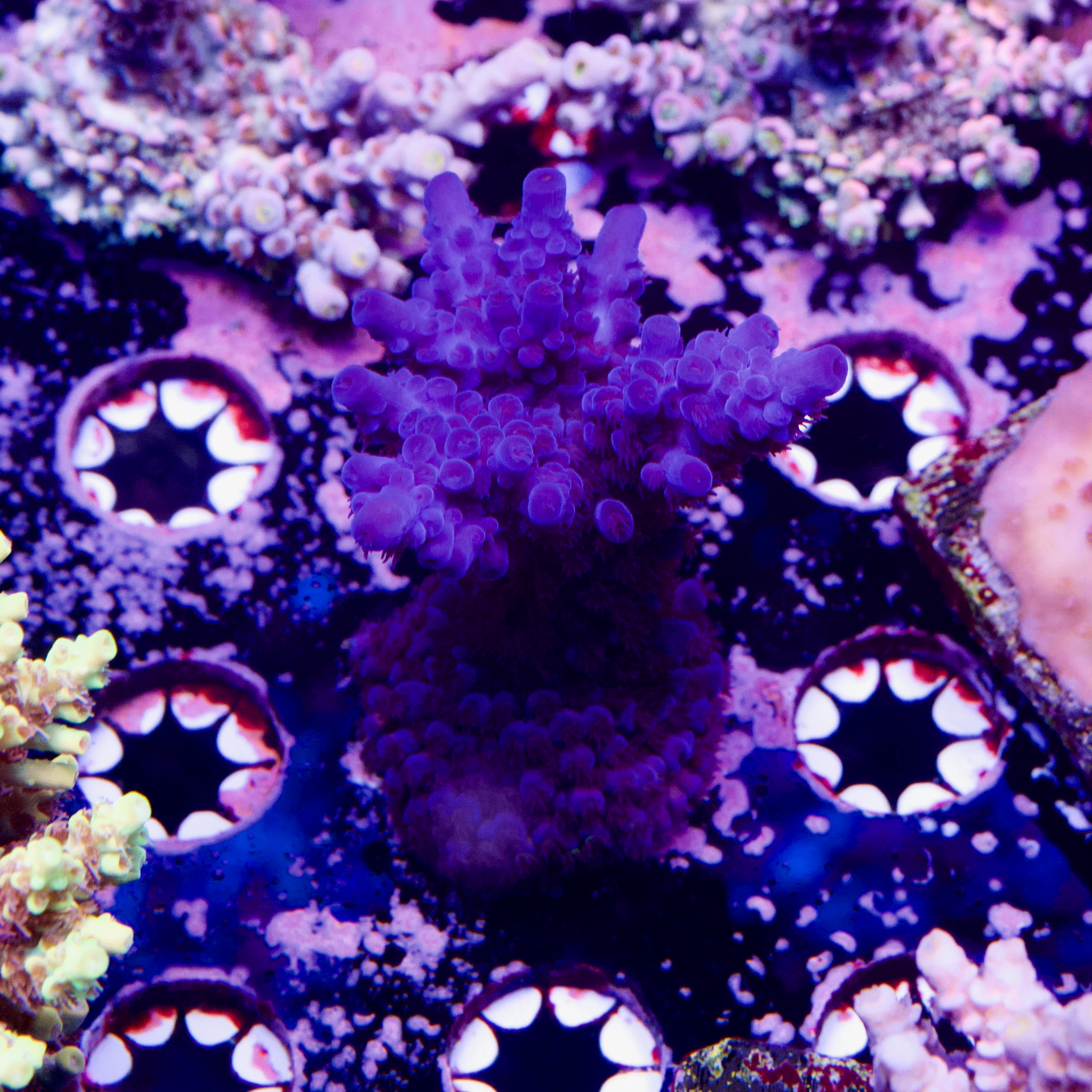 Peng’s Heart of the Ocean (HOTO)