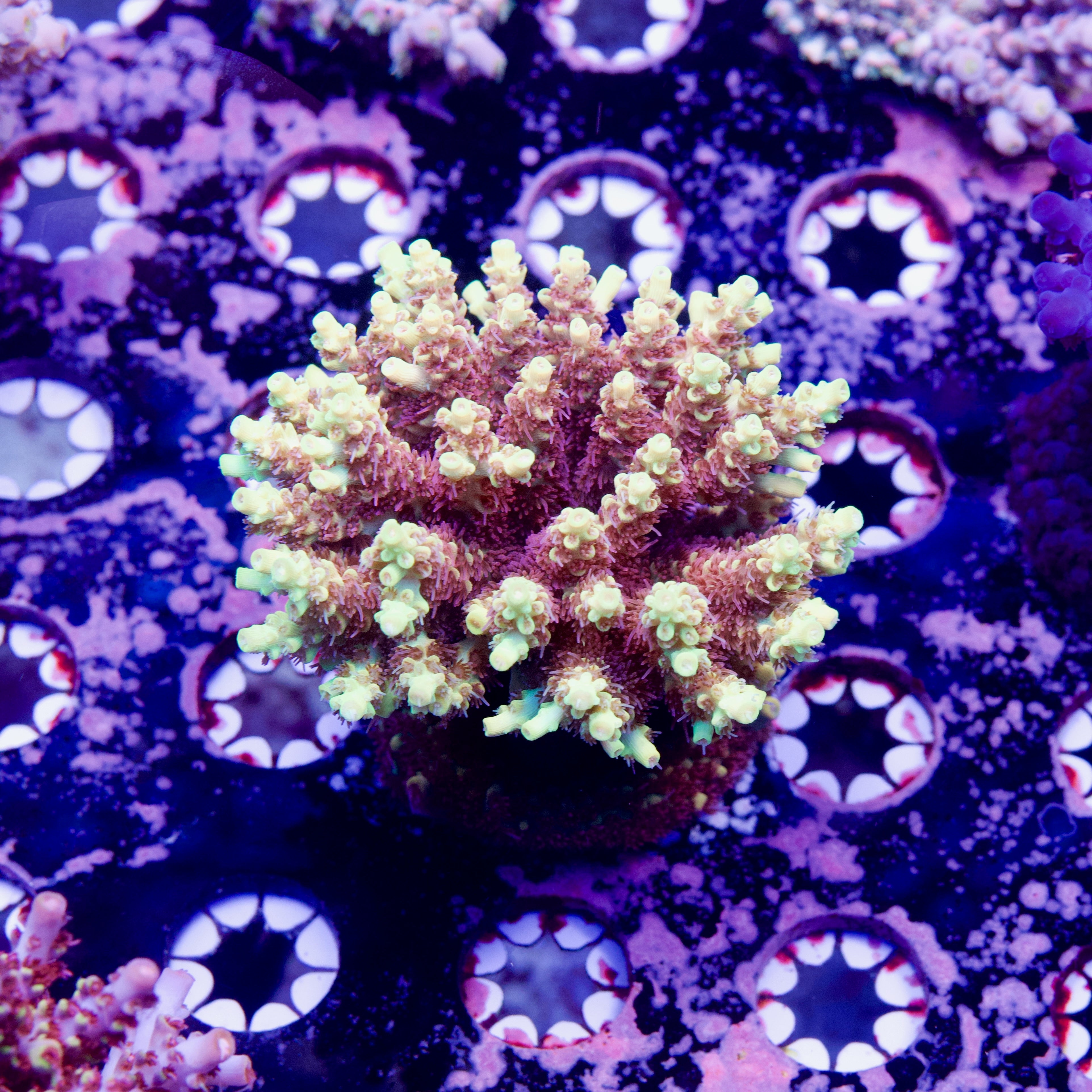 Tyree Pink Lemonade Acropora