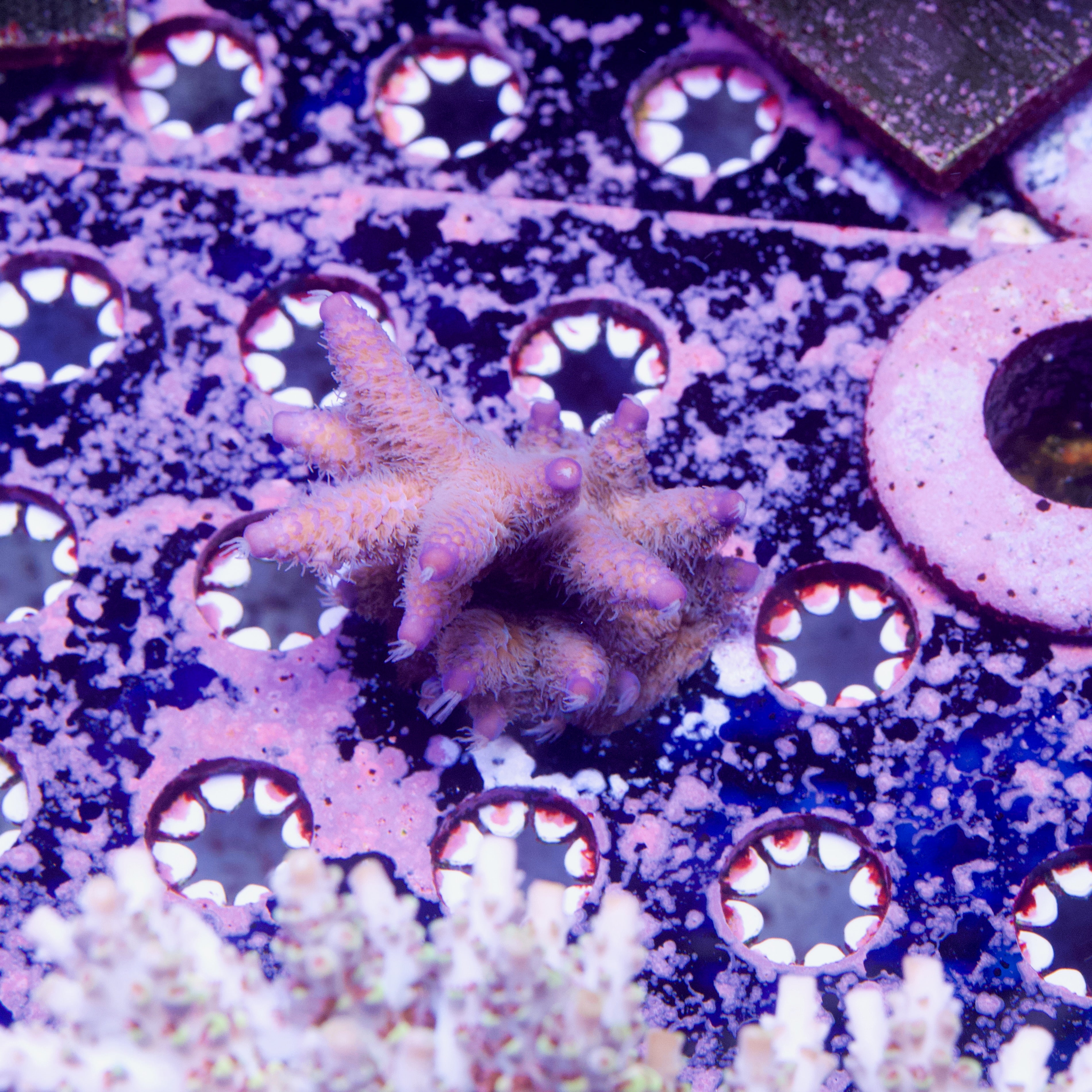 Raising Reef Blue Flame