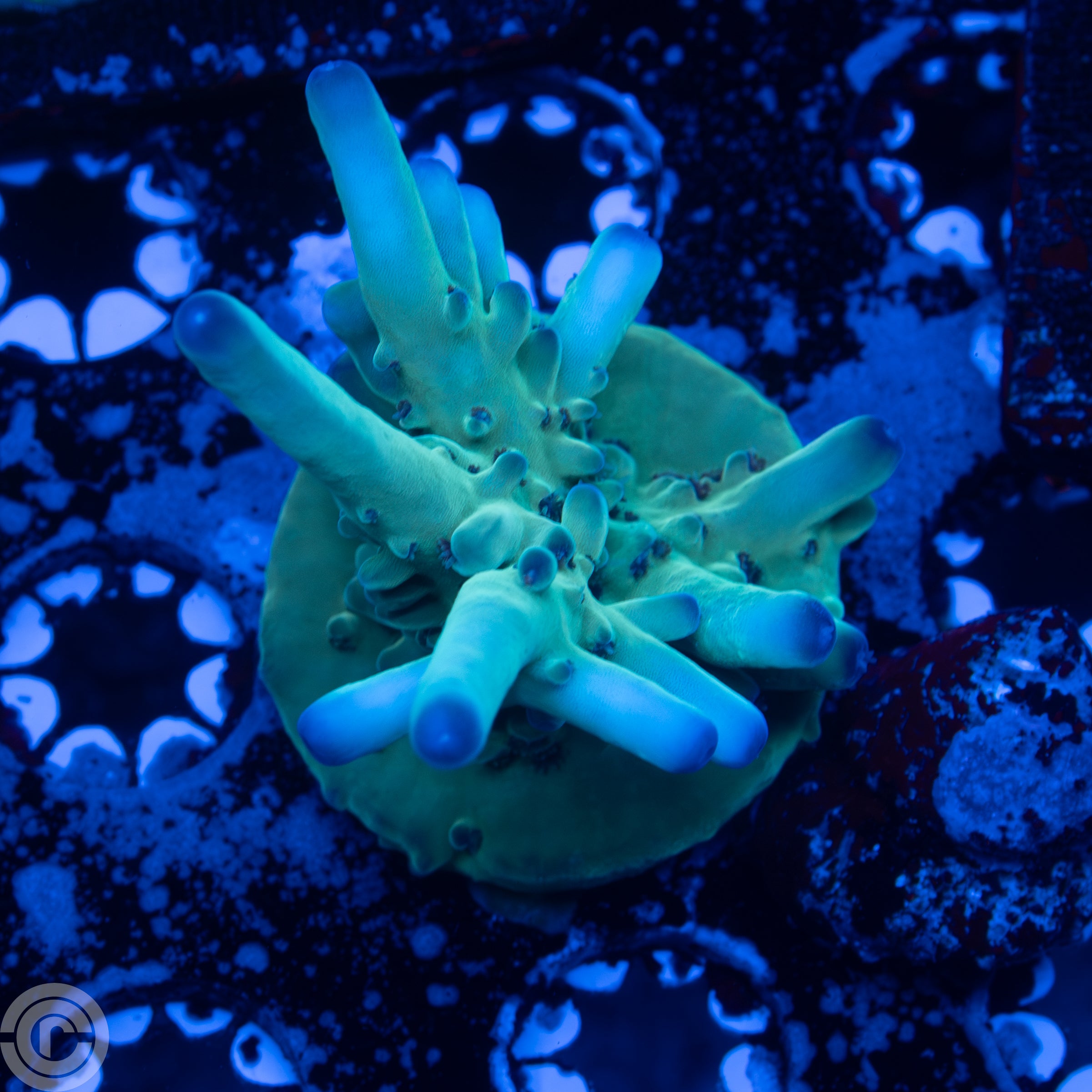 Forgotten Granulosa