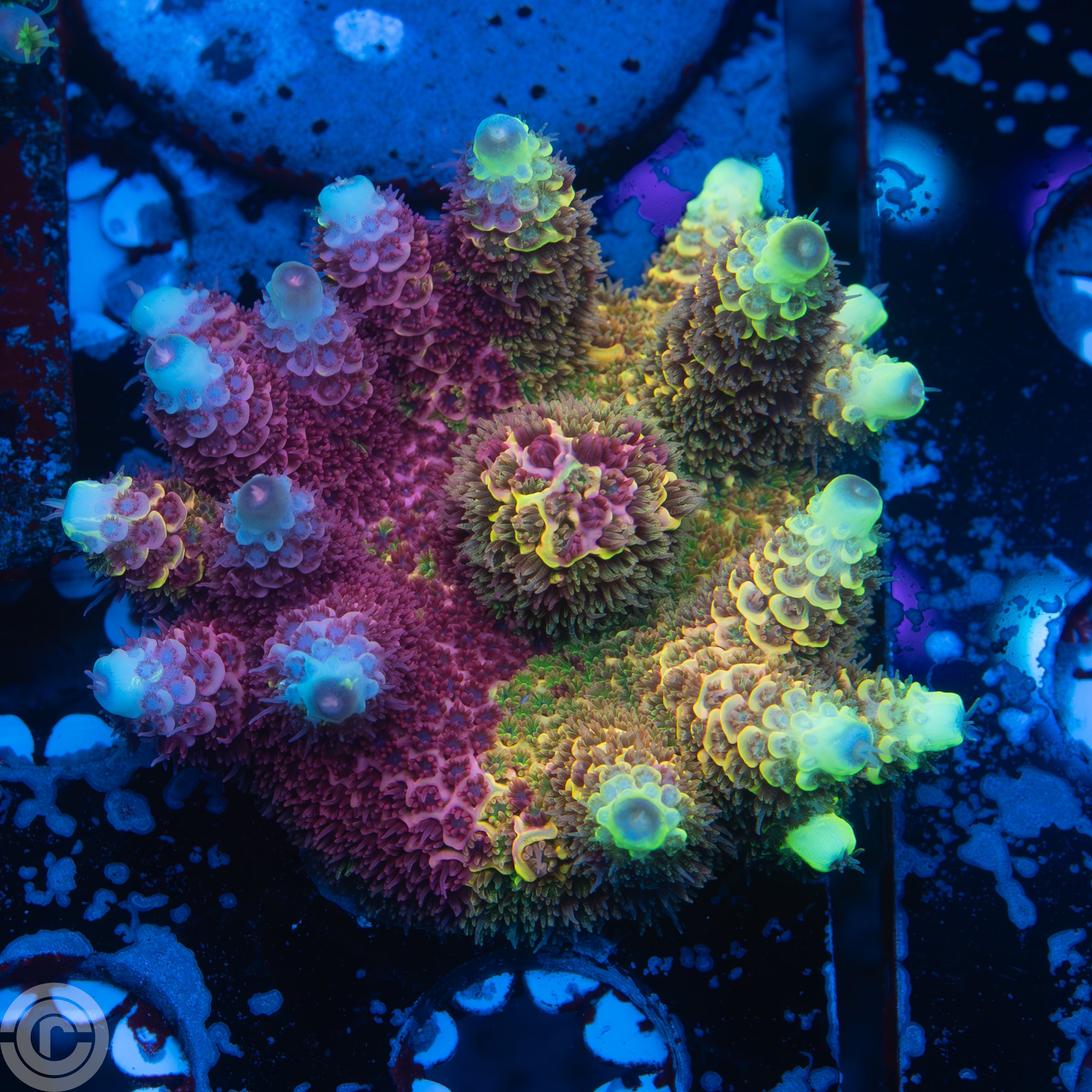 Reef Raft Canada (RRC) Rainbow Splice